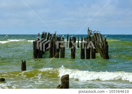 Seabirds sitting on an old wooden jetty Baltic Sea Latvia Seabirds sitting on an old wooden jetty Baltic Sea Latvia 105564610