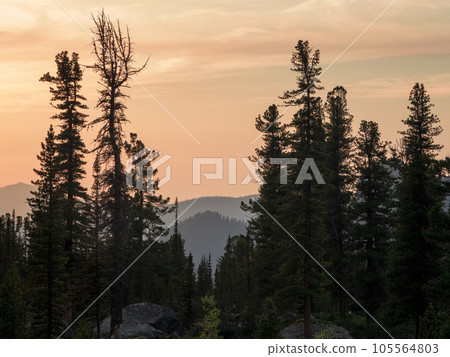 Cedar mountains at dawn. Atmospheric landscape with silhouettes of forest mountains on background of bright dawn sky. Colorful nature scenery with sunset or sunrise. Sundown in faded tones. 105564803