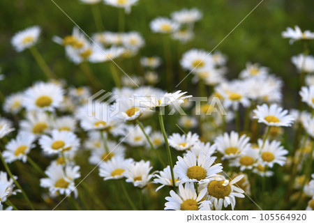 Chamomile field. Beautiful white chamomile flowers. Matricaria recutita. 105564920