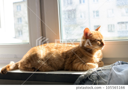 Ginger cat sleeping on windowsill in the sun Ginger cat sleeping on windowsill in the sun 105565166
