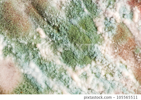 Green mold, white fluff of tender mold. Mold on food. Moldy food. 105565511
