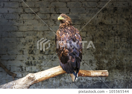 Photo of an eagle perched on a tree branch inside a big bird cage. Photo of an eagle perched on a tree branch inside a big bird cage. 105565544