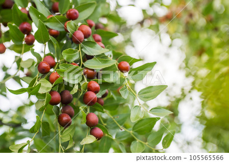 Ripe unabi on a tree branch in the garden. 105565566
