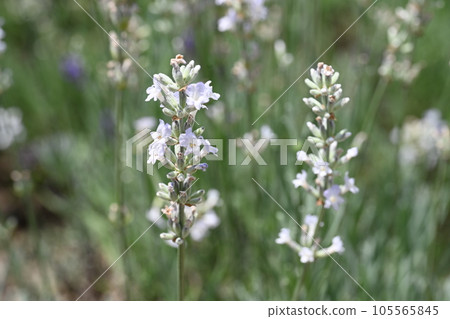 玉原薰衣草公園拍攝的白色薰衣草花 105565845