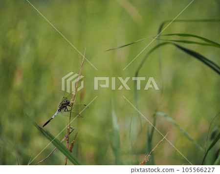 Dragonfly that stops in the grass 105566227