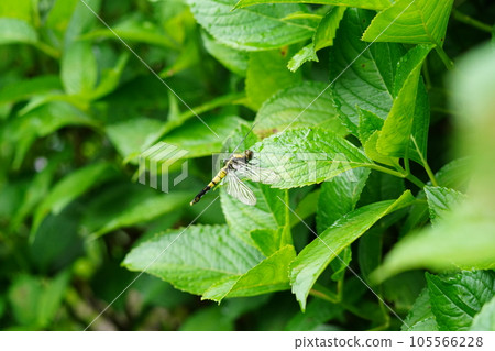Dragonfly that stops in the grass 105566228
