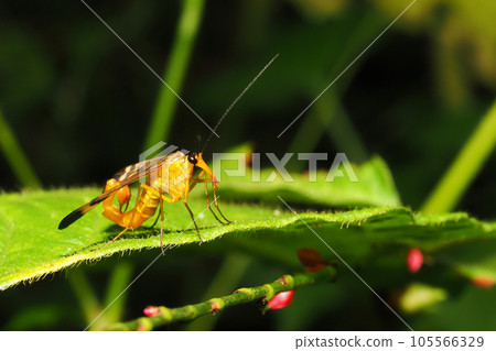A type of scorpionfly (male) A type of scorpionfly (male) 105566329