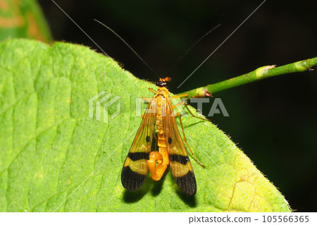 A type of scorpionfly (male) A type of scorpionfly (male) 105566365