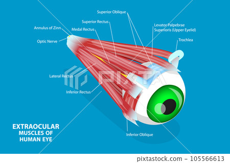 3D Isometric Flat Vector Conceptual Illustration of Extraocular Muscles Of Human Eye 3D Isometric Flat Vector Conceptual Illustration of Extraocular Muscles Of Human Eye 105566613