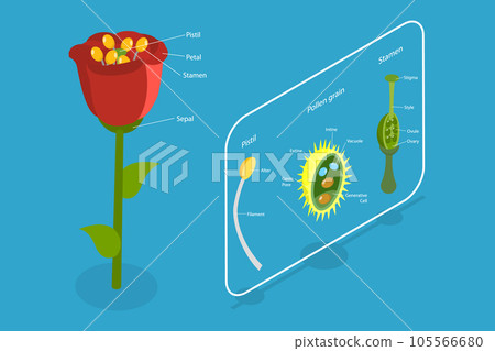 3D Isometric Flat Vector Conceptual Illustration of Flower Anatomy 3D Isometric Flat Vector Conceptual Illustration of Flower Anatomy 105566680