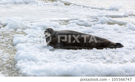 Portrait sea hare bearded seal resting on an ice floe in the middle of the river 105566747