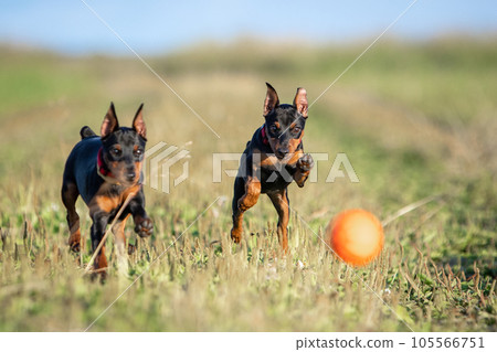 Two puppies of a black-brown miniature pinscher with cropped ears run after an orange ball on a green lawn in summer Two puppies of a black-brown miniature pinscher with cropped ears run after an orange ball on a green lawn in summer 105566751