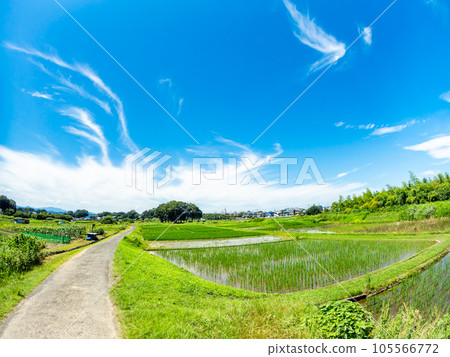用對角魚眼鏡頭拍攝的播種後稻田的美麗景色,東京多摩八王子的原始景觀 用對角魚眼鏡頭拍攝的播種後稻田的美麗景色,東京多摩八王子的原始景觀 105566772