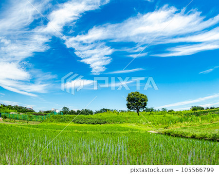 用對角魚眼鏡頭拍攝的藍天稻田和高槻樹的美麗景色 東京多摩八王子的原始景觀 用對角魚眼鏡頭拍攝的藍天稻田和高槻樹的美麗景色 東京多摩八王子的原始景觀 105566799