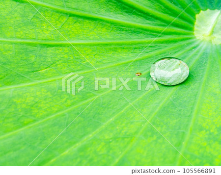 Water accumulated in lotus leaf due to lotus effect Water accumulated in lotus leaf due to lotus effect 105566891