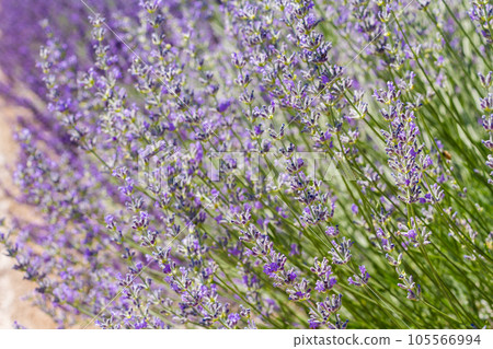 Lavender in full bloom on lavender farm. 105566994