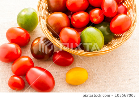 Multicolored cherry tomatoes picked from organic garden. 105567003