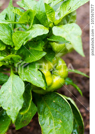 Community gardening in urban community. Community gardening in urban community. 105567077