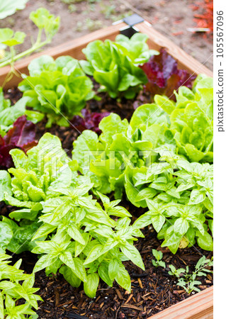 Community gardening in urban community. Community gardening in urban community. 105567096