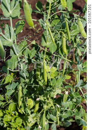 Community gardening in urban community. Community gardening in urban community. 105567101