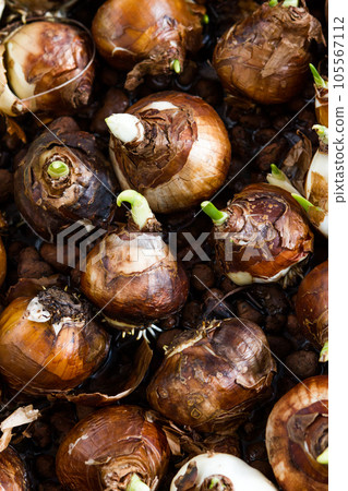 Many Paperwhites bulb flowers ready for planting. Many Paperwhites bulb flowers ready for planting. 105567112