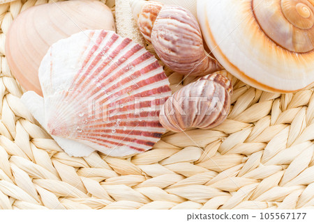 Variety of sea chells in different shapes. Variety of sea chells in different shapes. 105567177