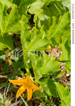 Community gardening in urban community. 105567231