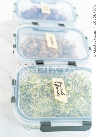 Day 6. Packaging freshly harvested organic sprouts into a glass container lined with paper towels. Day 6. Packaging freshly harvested organic sprouts into a glass container lined with paper towels. 105567579
