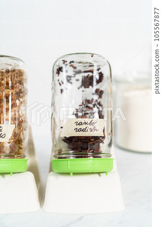 Day 2. Growing organic sprouts in a mason jar with sprouting lid on the kitchen counter. 105567877