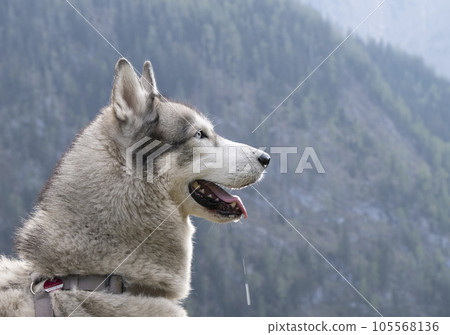 Close-up of the muzzle of a dog with blue eyes of the Siberian Husky breed. 105568136