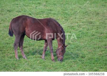 Horses in Shin-Hidaka Town “Autumn Hokkaido” Horses in Shin-Hidaka Town “Autumn Hokkaido” 105568238