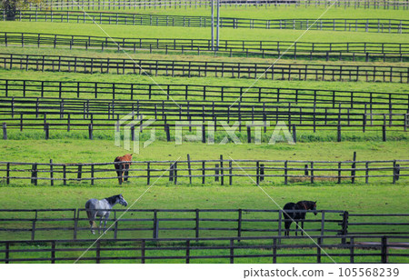 Horses in Shin-Hidaka Town “Autumn Hokkaido” Horses in Shin-Hidaka Town “Autumn Hokkaido” 105568239