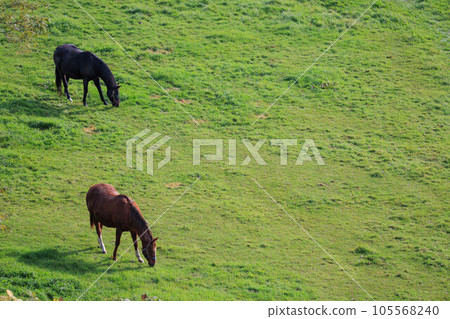 Horses in Shin-Hidaka Town “Autumn Hokkaido” Horses in Shin-Hidaka Town “Autumn Hokkaido” 105568240