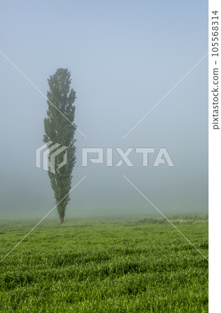 Poplar trees shrouded in fog, Hiruzen Kogen Poplar trees shrouded in fog, Hiruzen Kogen 105568314