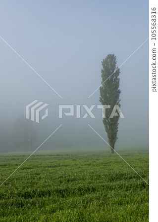 Poplar trees shrouded in fog, Hiruzen Kogen Poplar trees shrouded in fog, Hiruzen Kogen 105568316