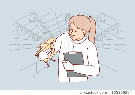 Woman veterinarian with chicken in hands works at poultry farm checking chickens for infections Woman veterinarian with chicken in hands works at poultry farm checking chickens for infections 105569294