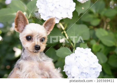 Hydrangea and Yorkshire Terrier 105569411