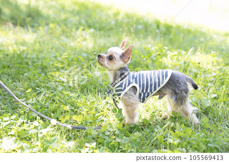 約克夏犬 Ponta 散步 105569413