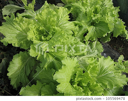 Allotment garden Kitchen garden Chinese cabbage Allotment garden Kitchen garden Chinese cabbage 105569478