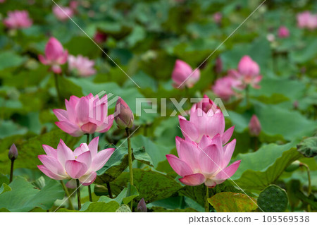 Lotus Lotus 105569538