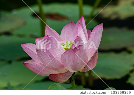 Lotus Lotus 105569539