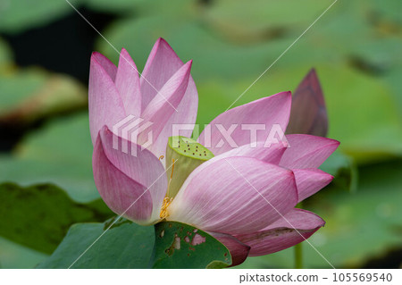 Lotus Lotus 105569540