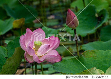  Lotus 105569553