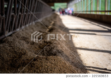 Row of silage in a dairy barn with stanchions. for cattle to eat through. Row of silage in a dairy barn with stanchions. for cattle to eat through. 105569653