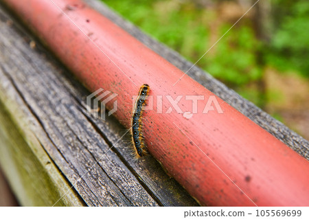 Close up Eastern Tent Caterpillar climbing red pole on wooden beam with green background Close up Eastern Tent Caterpillar climbing red pole on wooden beam with green background 105569699
