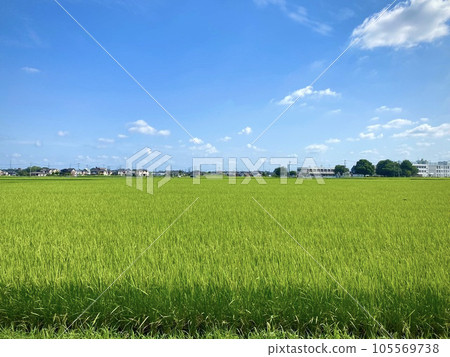 Rural landscape Rural landscape 105569738