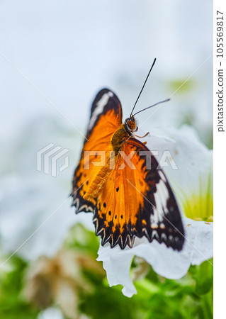 Orange Lacewing butterfly close up on white flower with white and green background 105569817