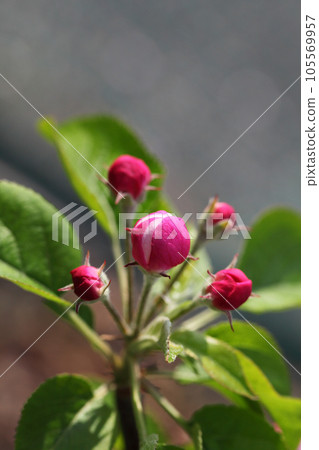 The world's best apple flower bud The world's best apple flower bud 105569957