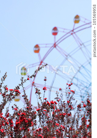 Umeyanagi plum blossoms, Ferris wheel and blue sky Umeyanagi plum blossoms, Ferris wheel and blue sky 105569958