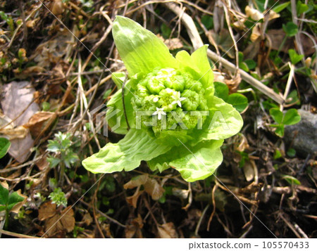 野菜採摘,款冬芽,早春的味道 野菜採摘,款冬芽,早春的味道 105570433